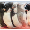 Potkan laboratorní 5 kusů, váha 1 kusu 150-250 g